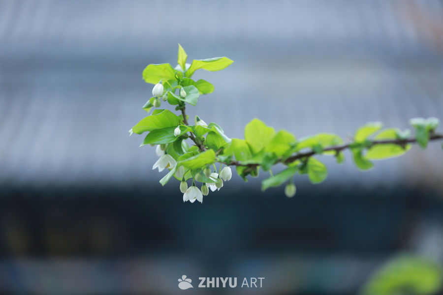 静谧的花枝