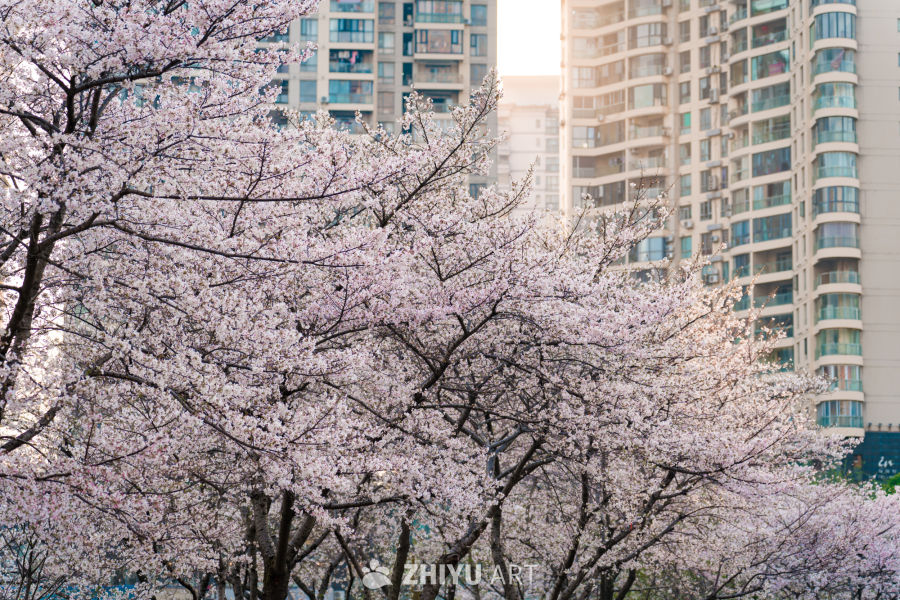 武汉西北湖公园樱花