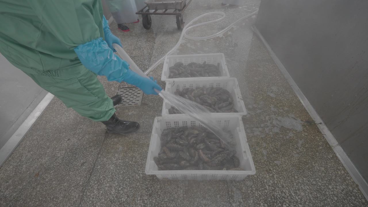 海参加工流水线作业