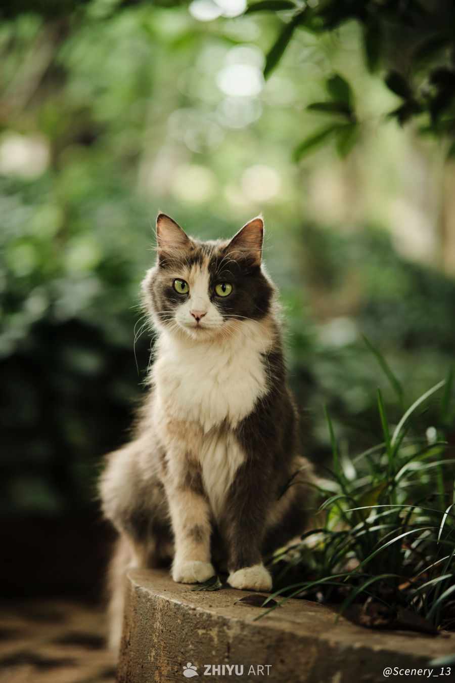 这是什么品种的猫？