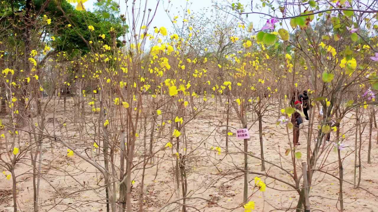 黄色风铃花