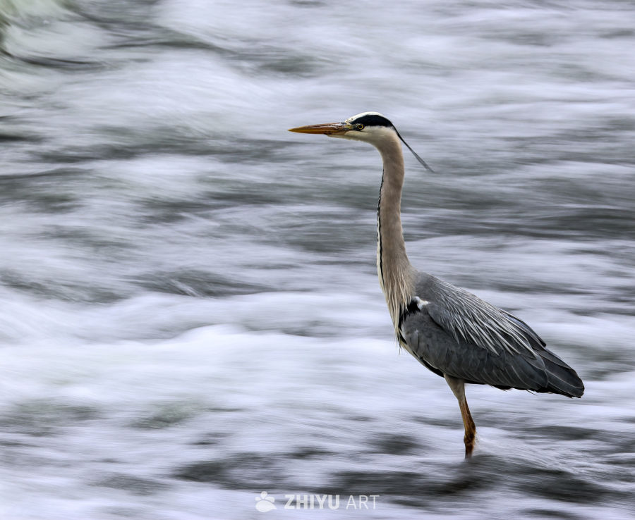 苍鹭立于湍流之中