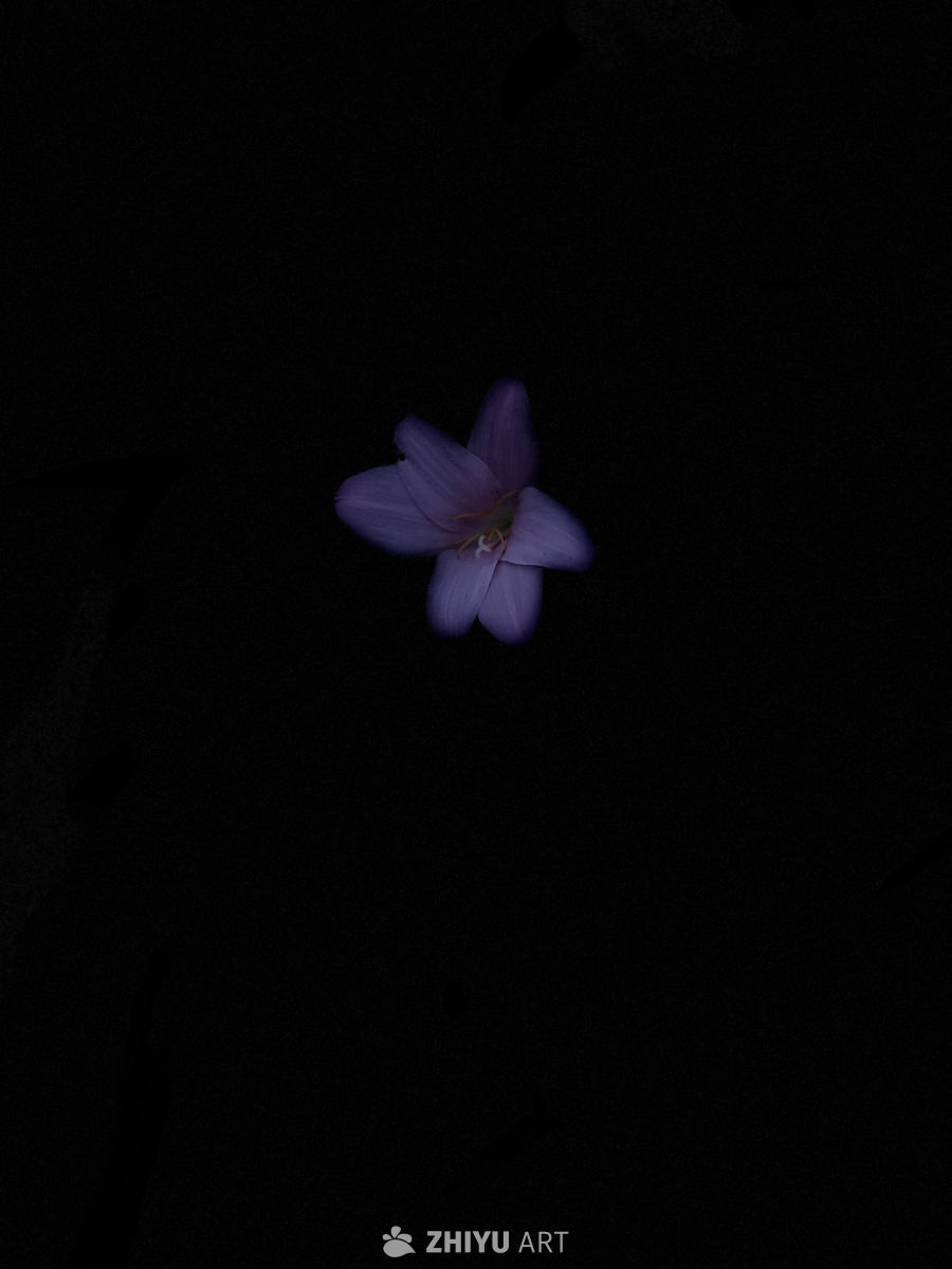 暗夜中的紫色花影