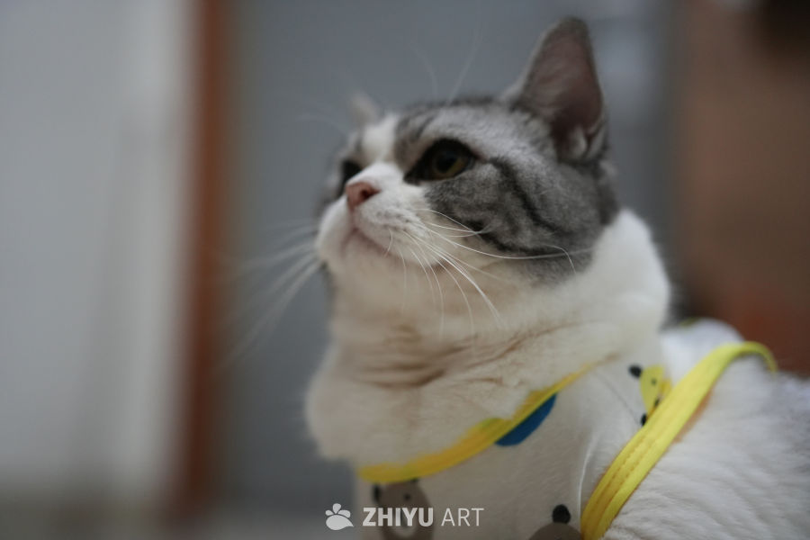 猫咪 23