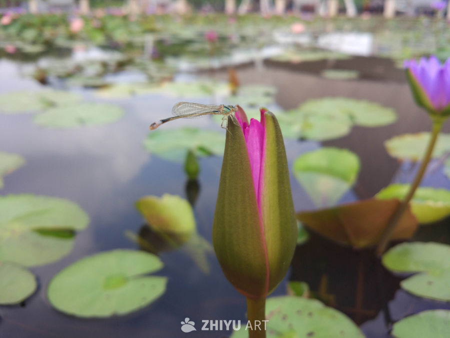 莲花 1