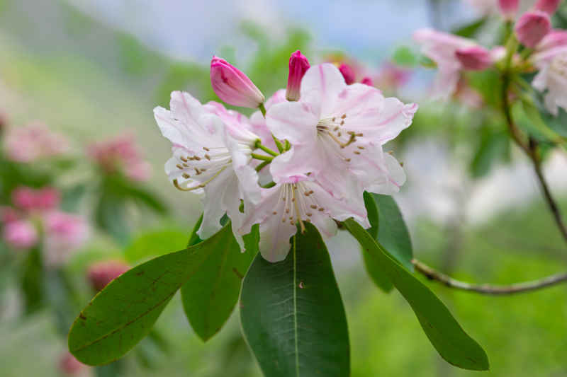 杜鹃花 16