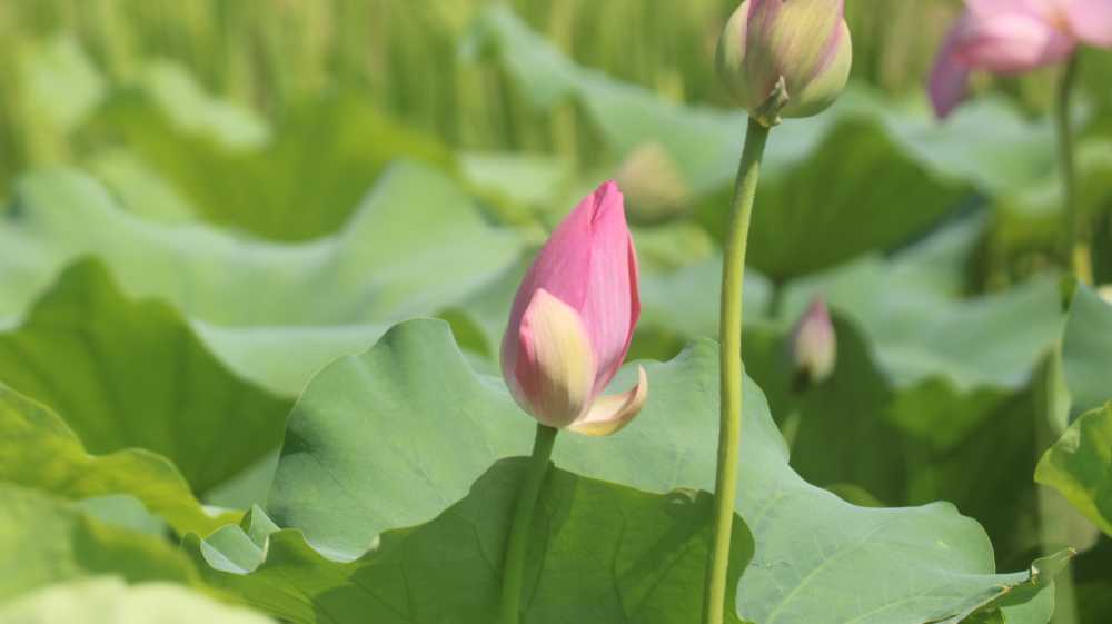随拍荷花