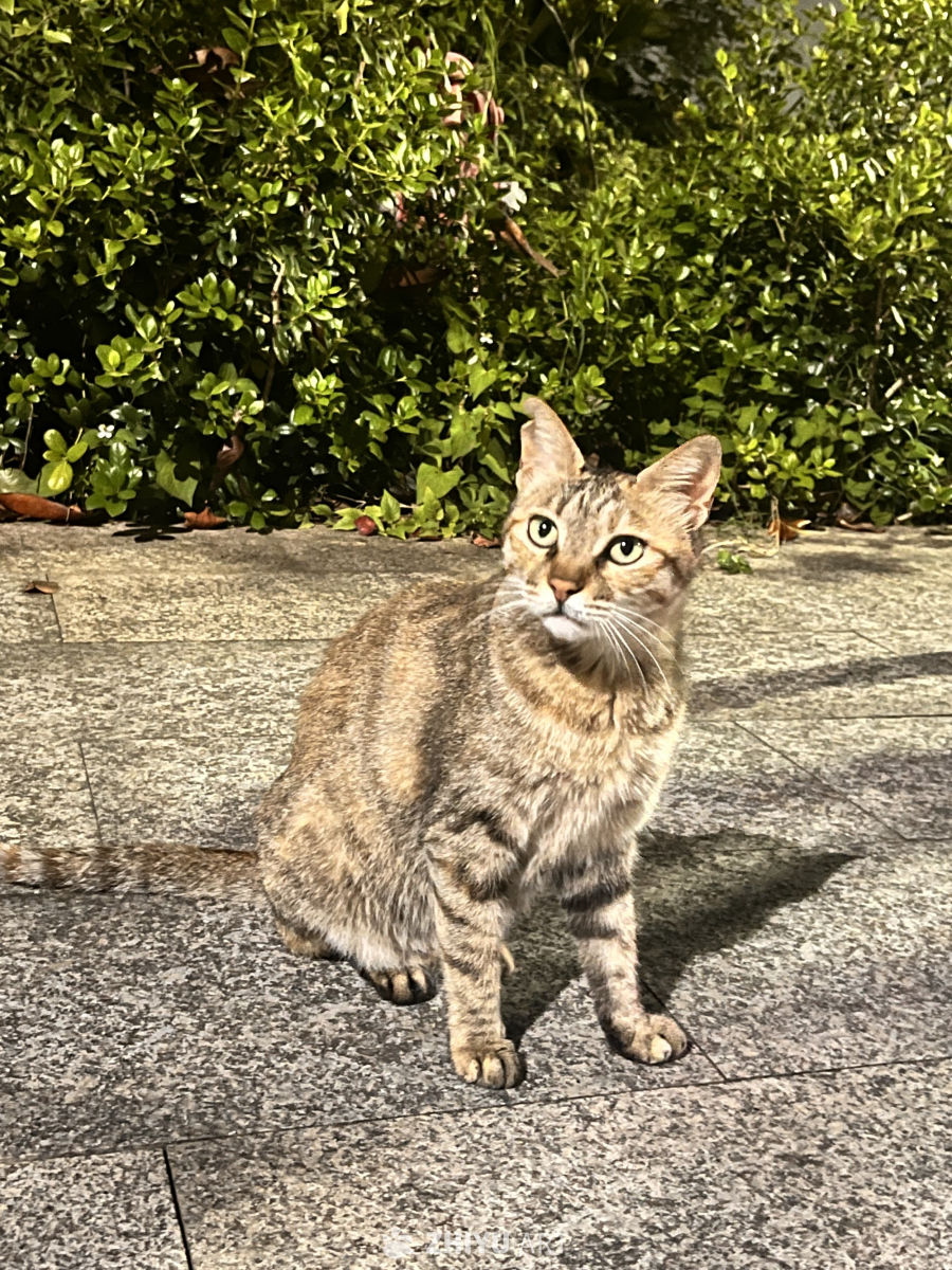 阳光下的街头小猫