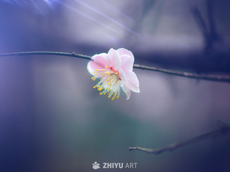 梅花 11