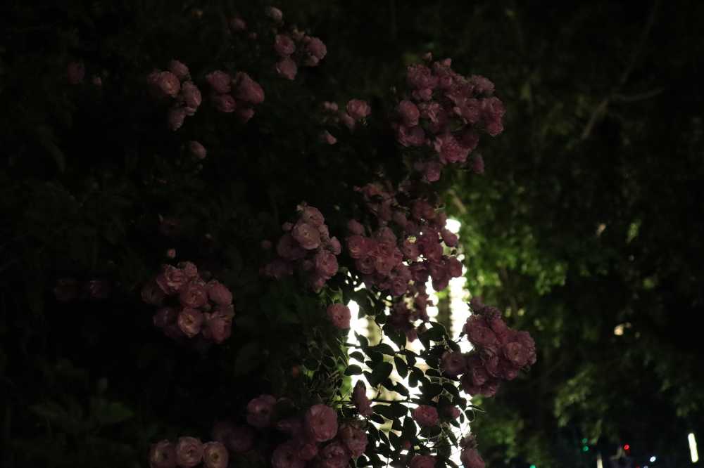 夜色蔷薇