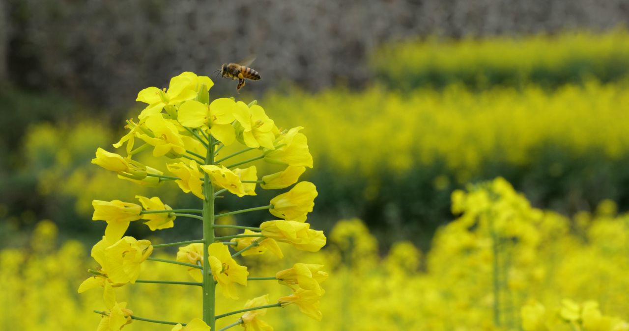 油菜花海 7