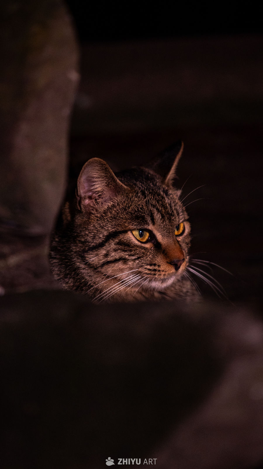 暗夜中的猫咪凝视