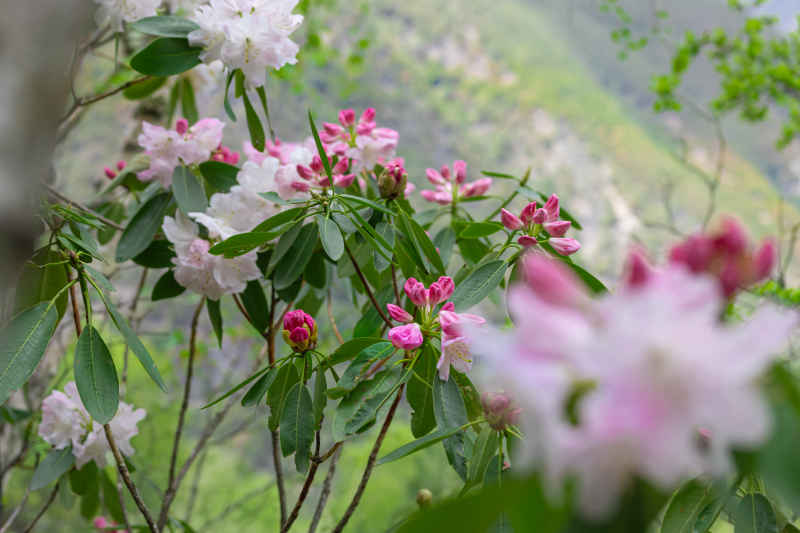 杜鹃花 17