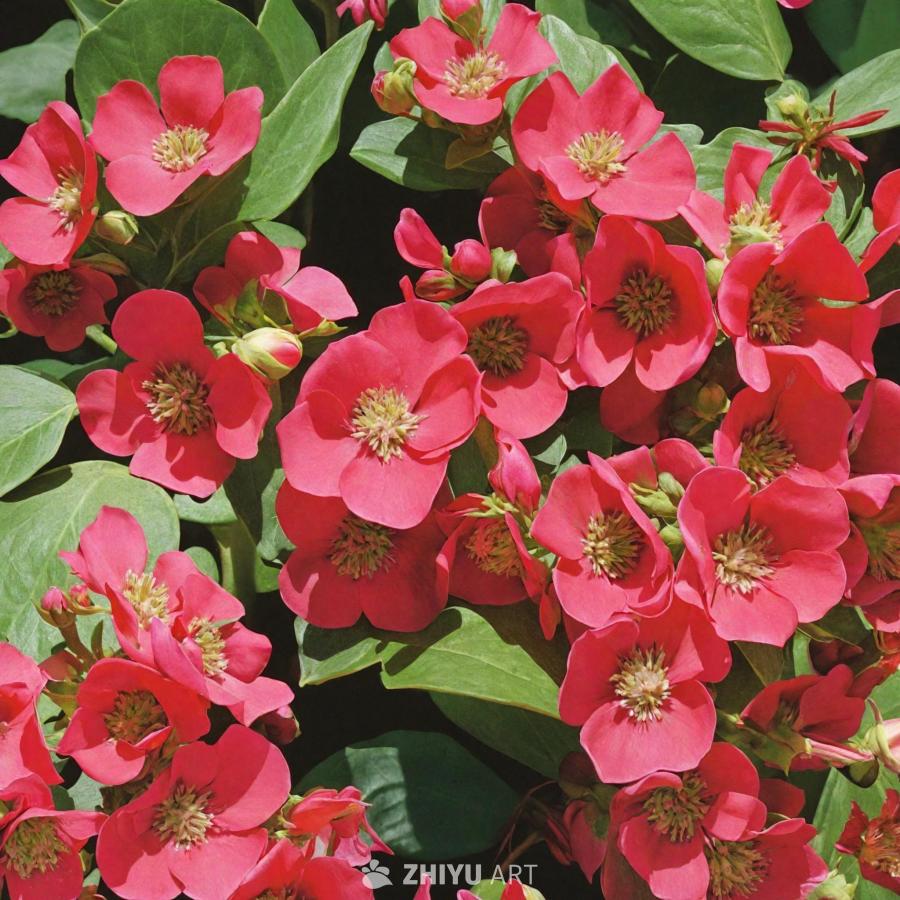 粉色调的精美花卉壁纸，上面装饰着各种花朵，包括红色