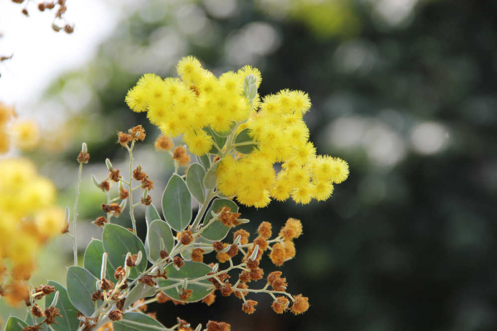银叶金合欢花枝