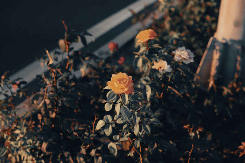 北京傍晚 13