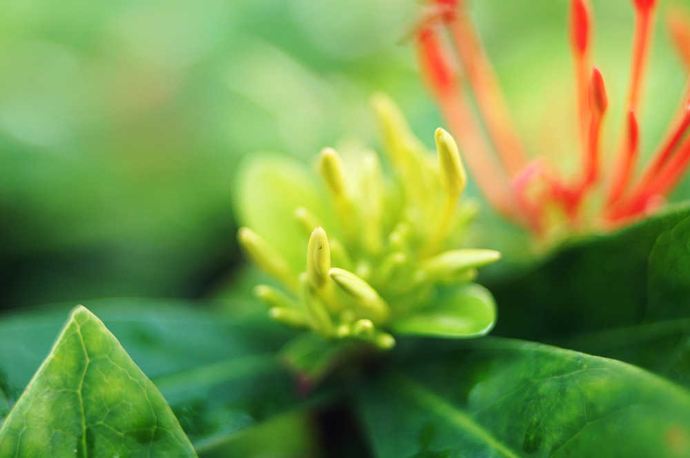 龙船花特写3