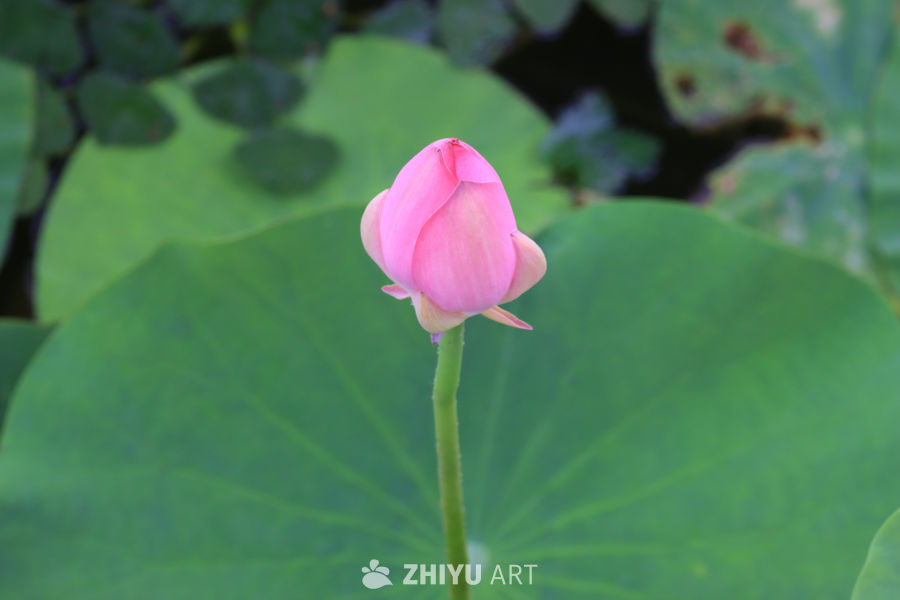 荷花 38