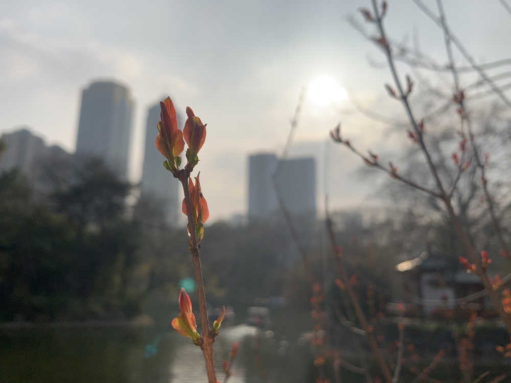 手机拍的花花草草2
