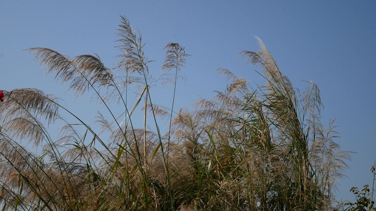 冬日蓝天风中的芦苇