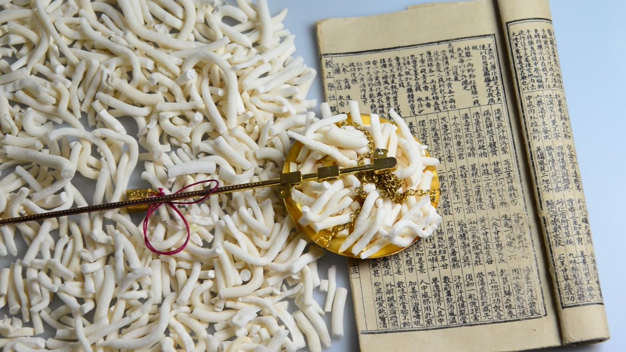 绣球小通草 24