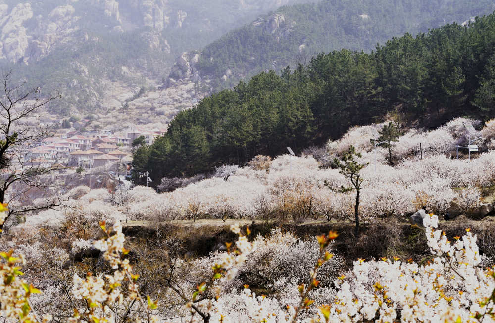 樱花漫山