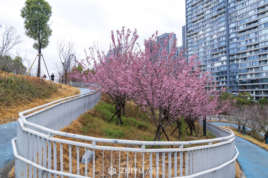 城市中的樱花静谧时光