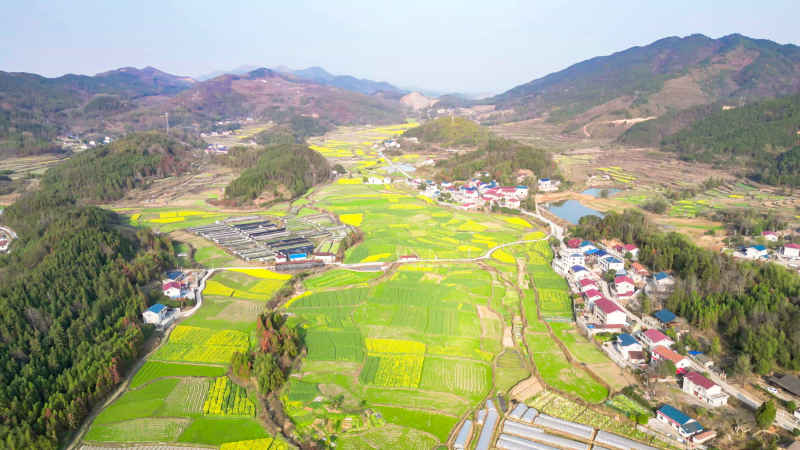 农业种植农田油菜花农作物航拍