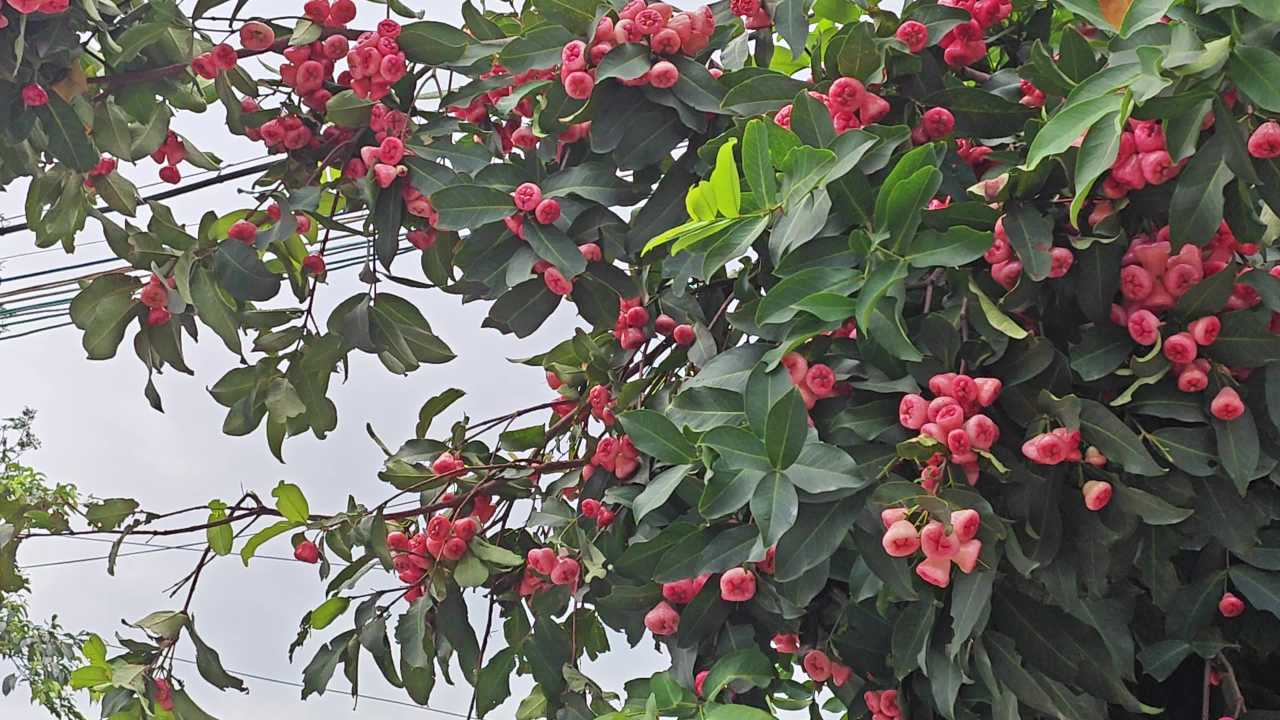 4K莲雾满枝头