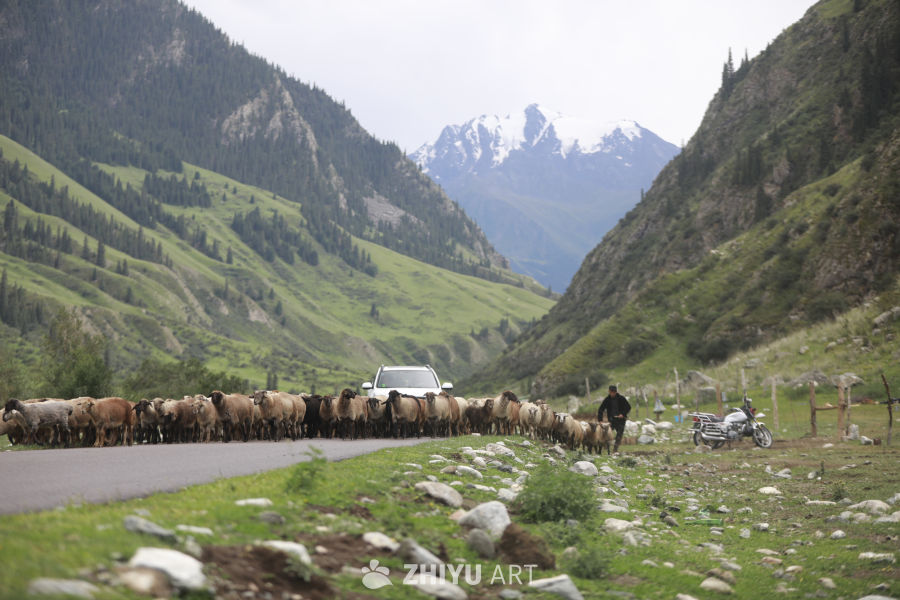 山间羊群过路