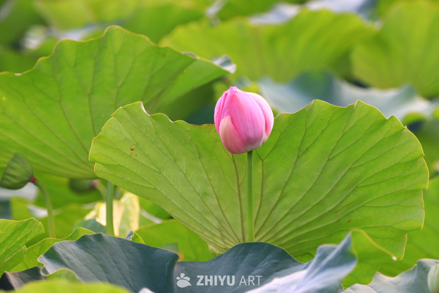 盛夏荷花 140