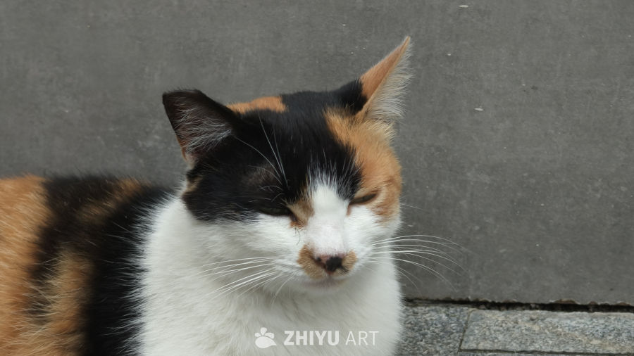 可爱的猫咪