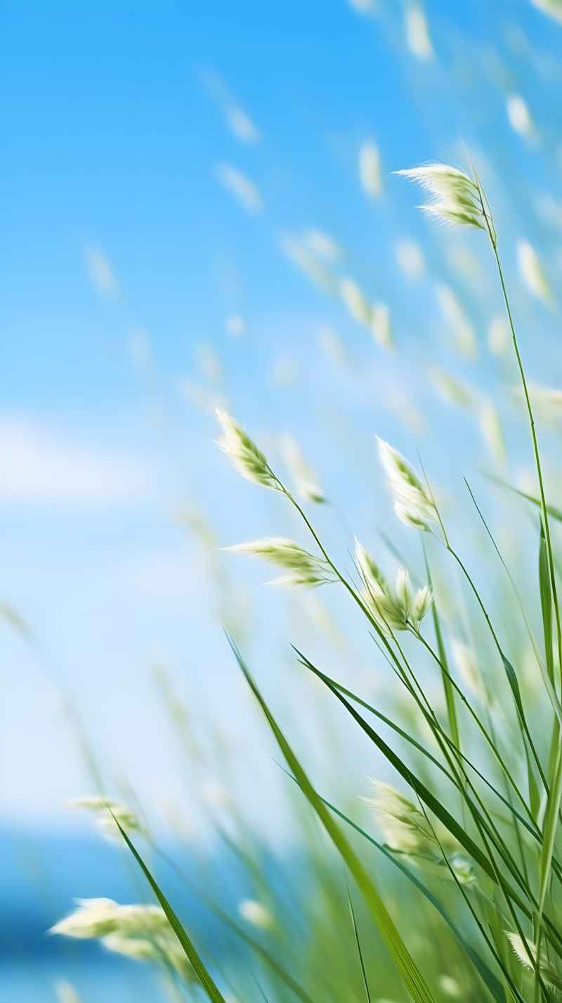 绿色唯美自然小草背景图 13
