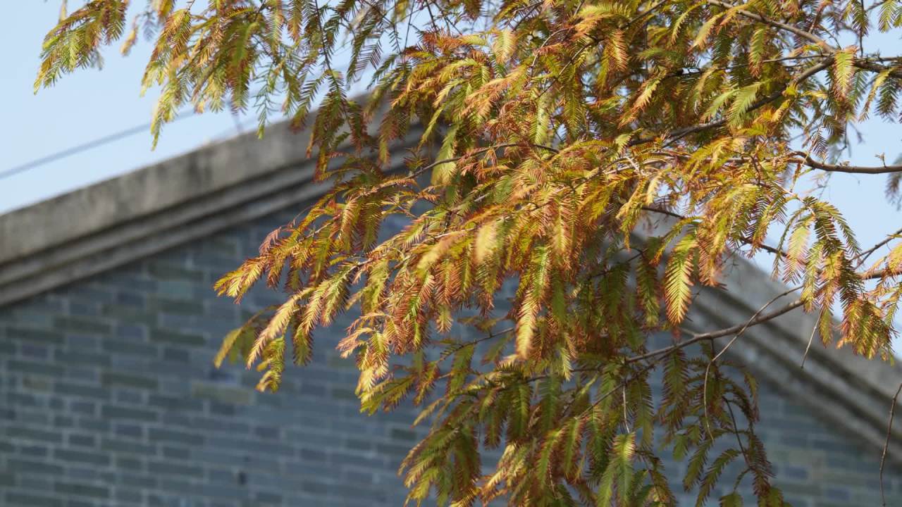 植物树木树叶草丛绿色 7