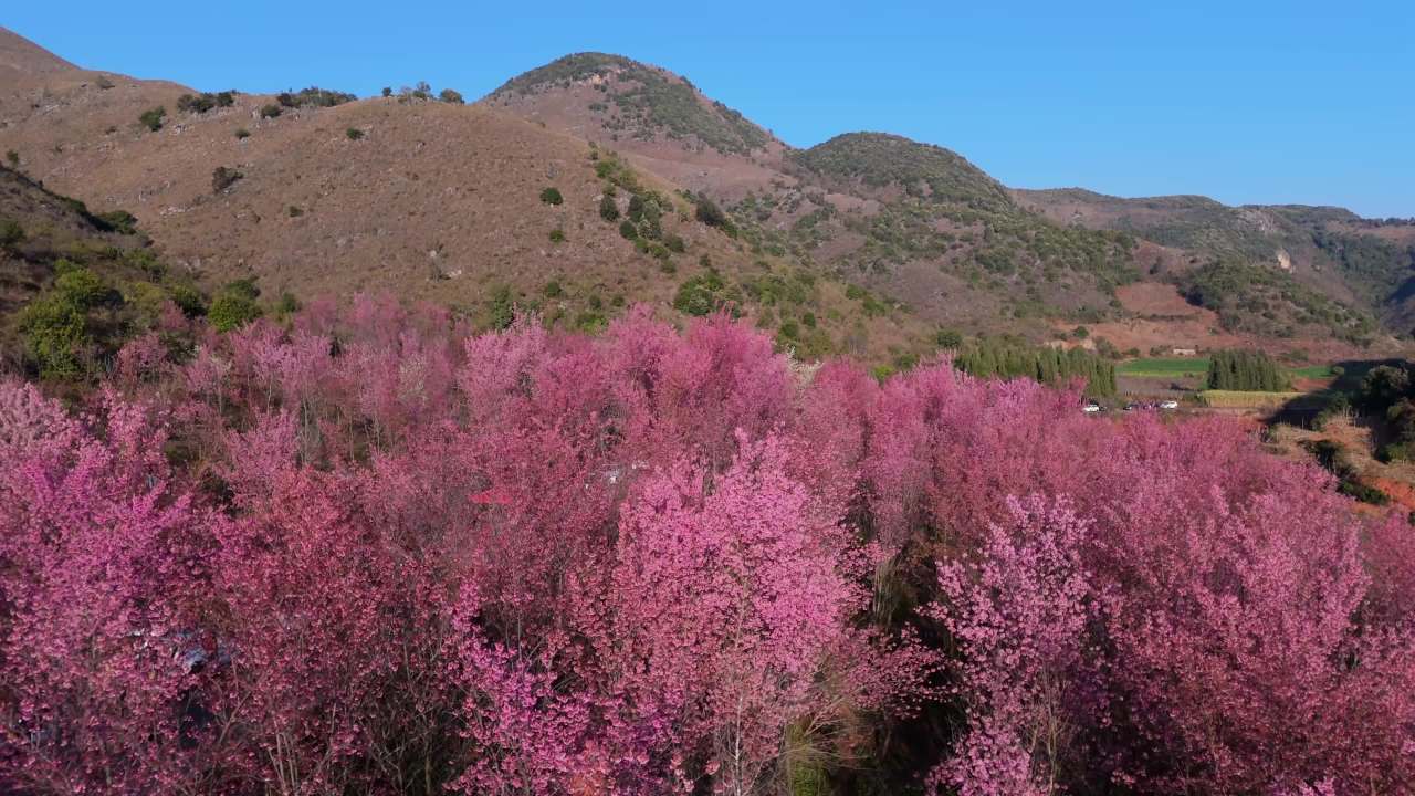 春日山间樱花盛开