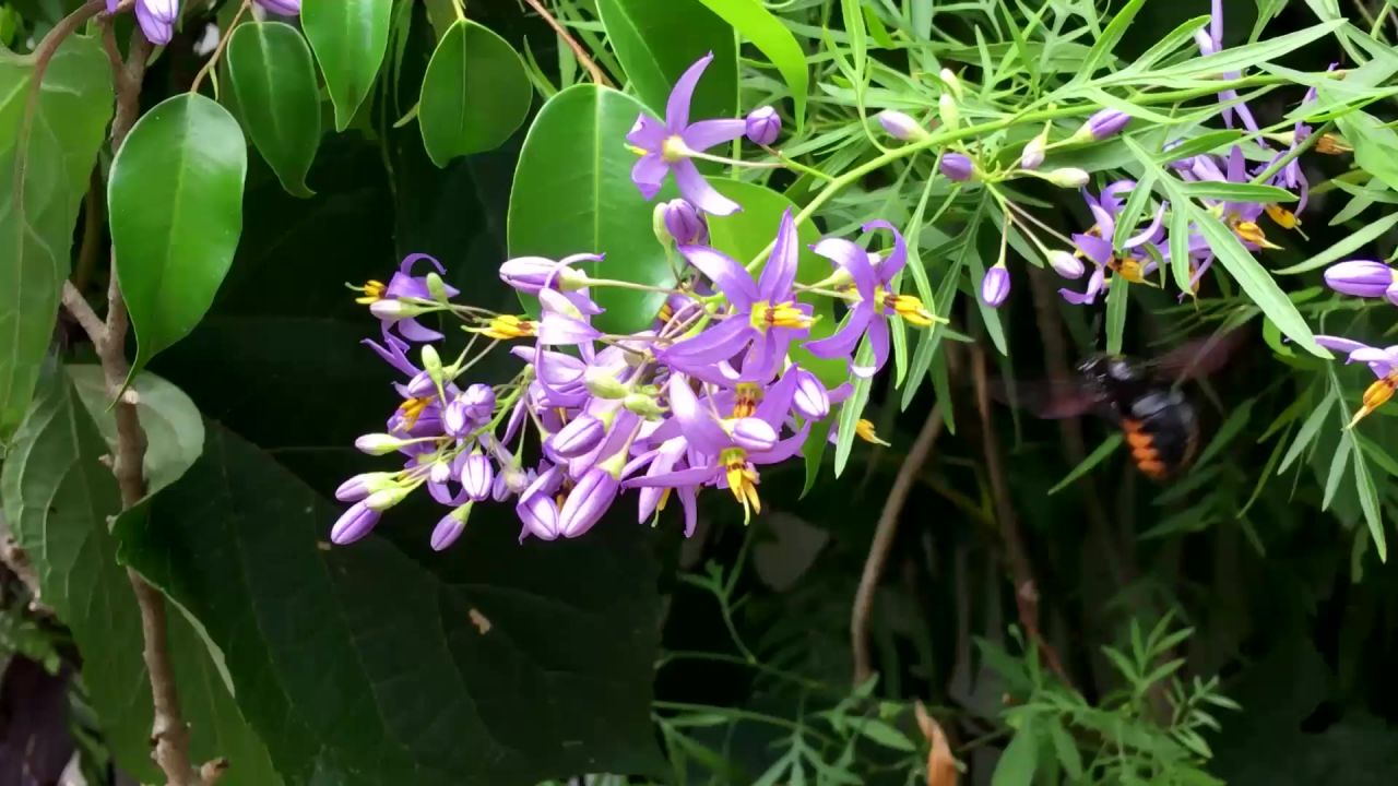 大黄蜂鲜花昆虫翅膀