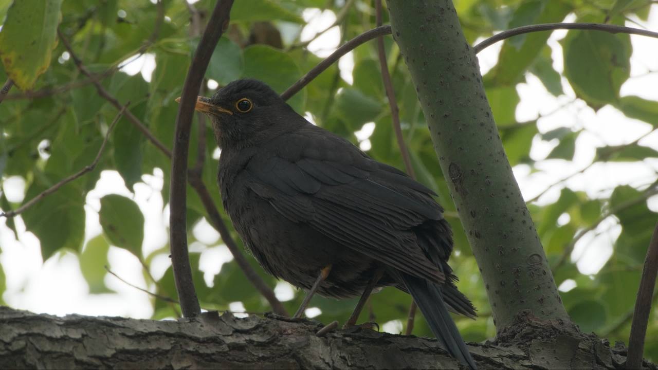 大自然野生小鸟类 28