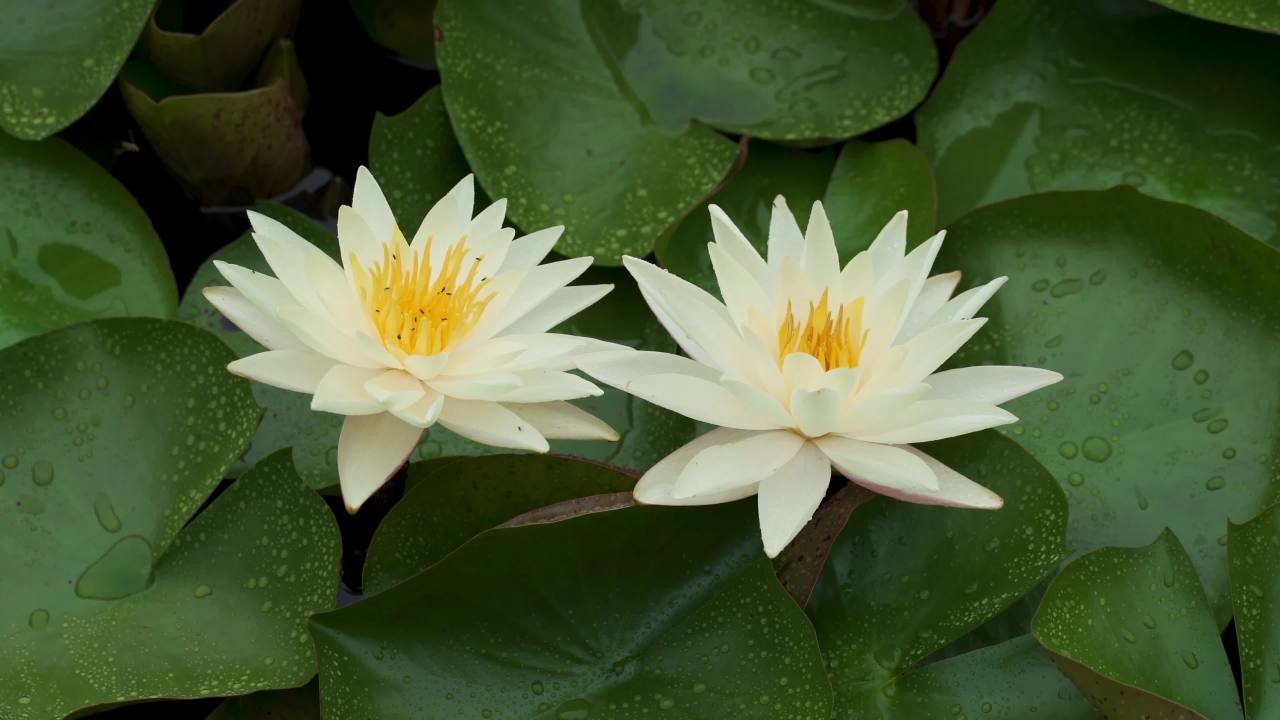 静谧的莲花