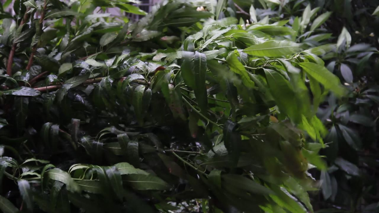 疾风中的芒果树枝叶