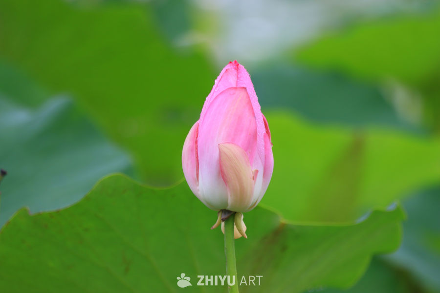 盛夏荷花 7