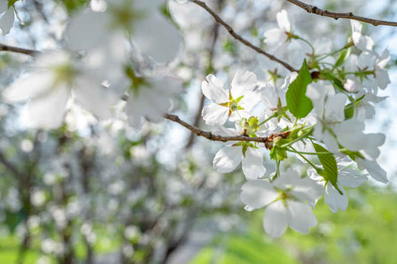 日光樱花