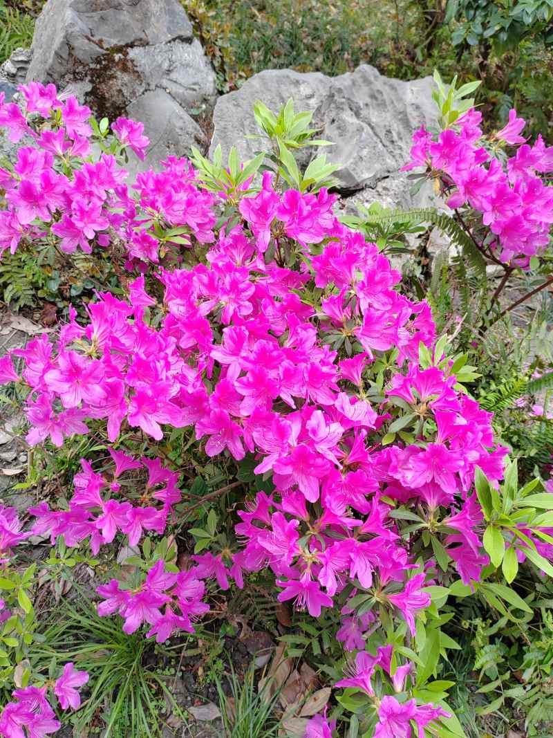 杜鹃花