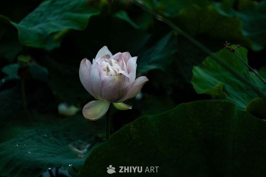 荷花 26
