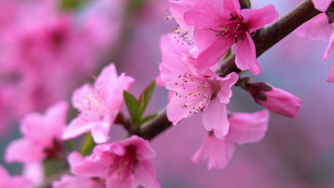 春天桃花开