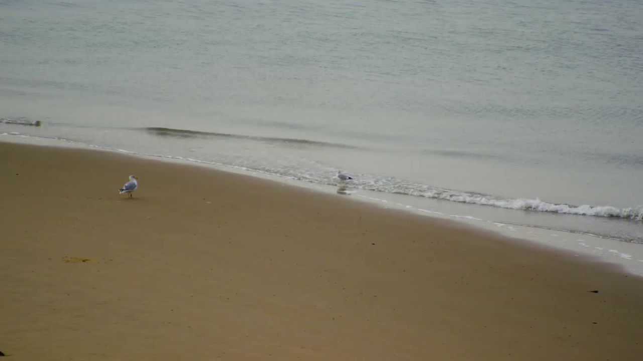 海滩海鸥矮胖