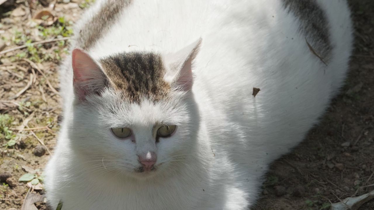 一只肥猫4K实拍