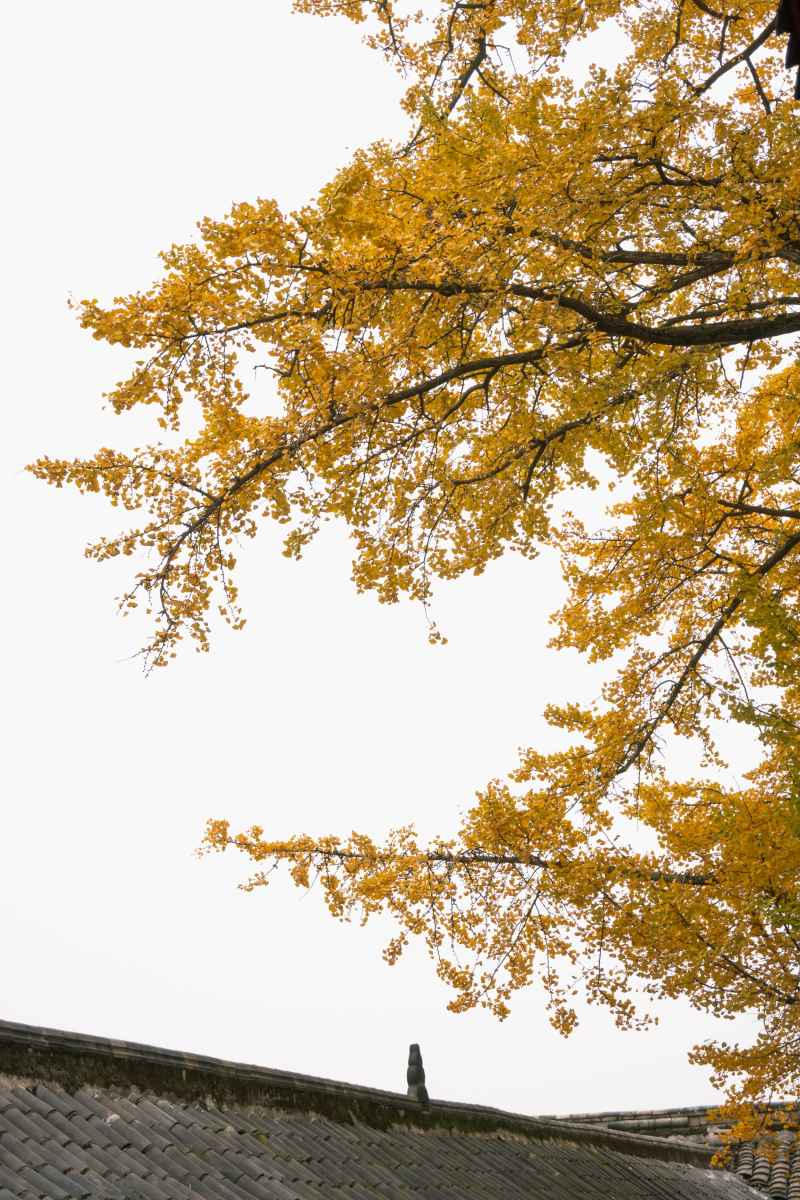 秋的最后一行🍂 3