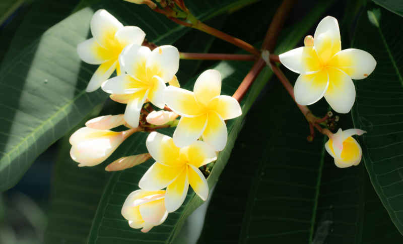 花
