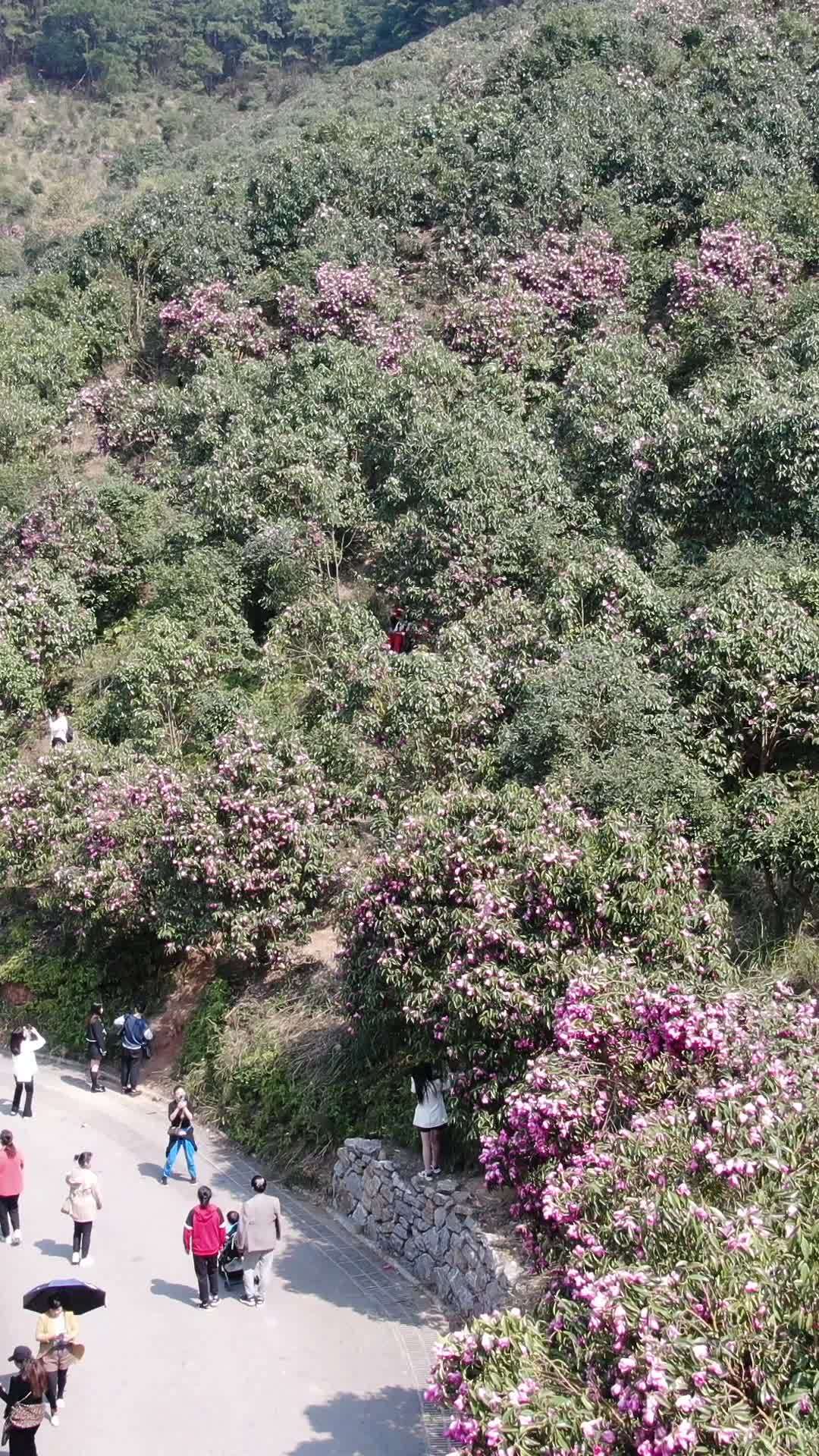 花海中的春天漫步