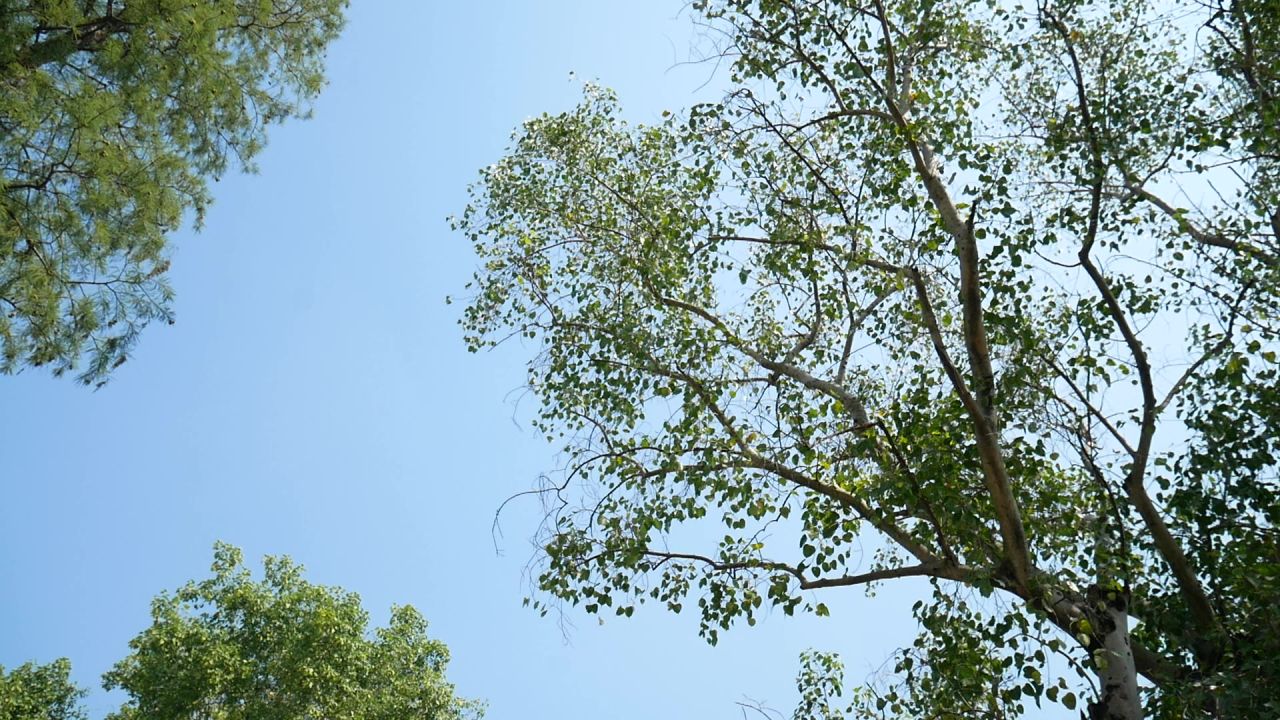 蓝天阳光菩提树